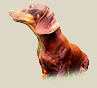 dressage de chien  Antibes