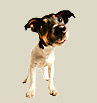 dressage de chien