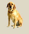 ducateur canin