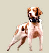 ducation canine sur antibes et cannes